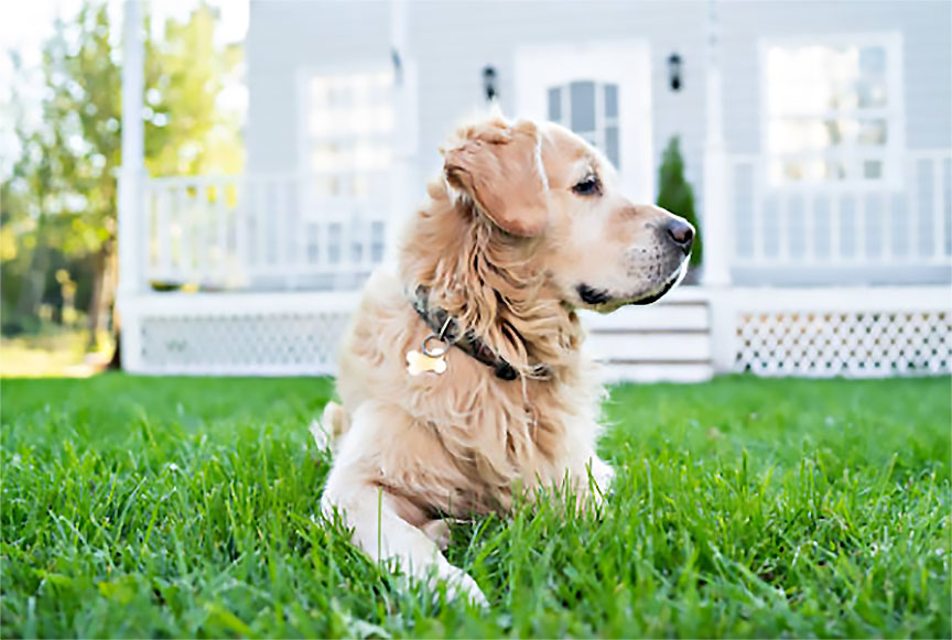 Your pets need a break from the sun too!